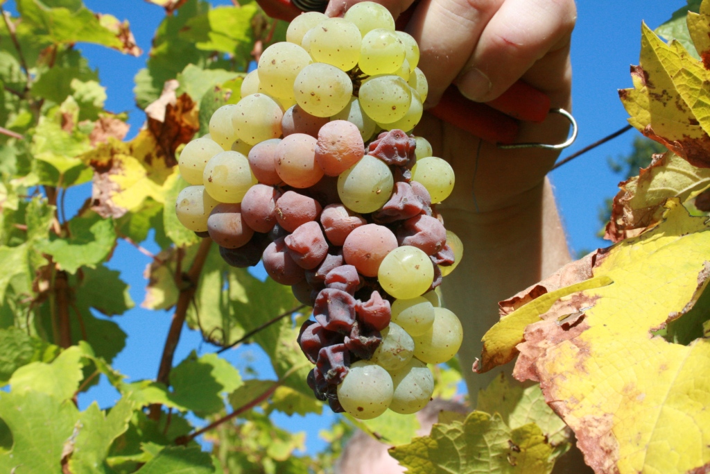 How Botrytis cinerea affect grapes