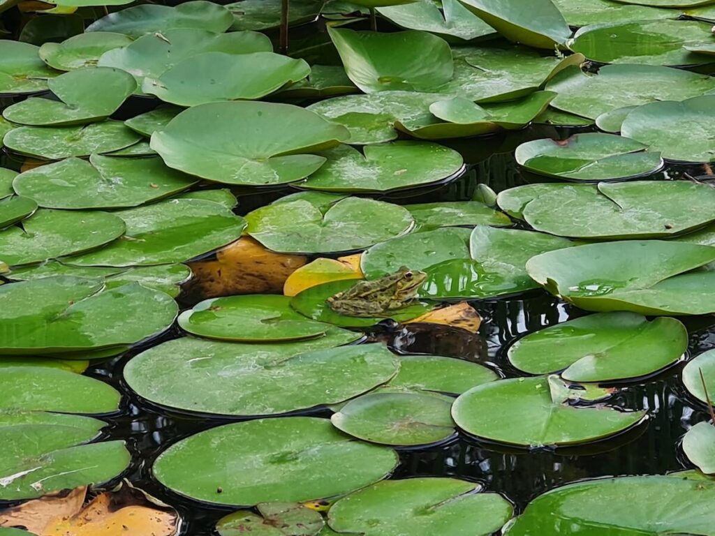frog in the lily pond in the Japanese Garden, Margaret Island, Budapest