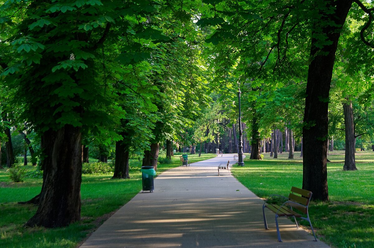 Tree-lined walking path through Margaret Island park, Budapest