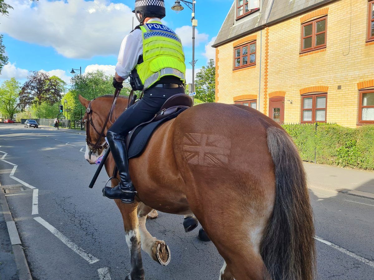 Police horse with a Union flag clipped into the hair on her hindquarters, Windsor