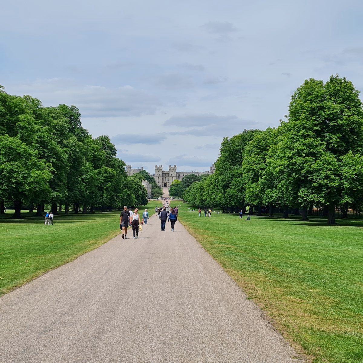 The Long Walk avenue of trees leading to Windsor Castle