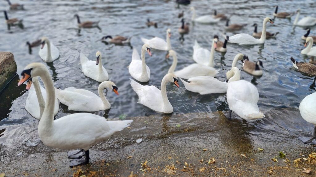 Mute swans gathered at the edge of the Thames at Windsor