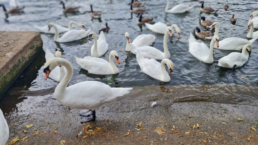 Swans and geese on the Thames at the Windsor riverbank