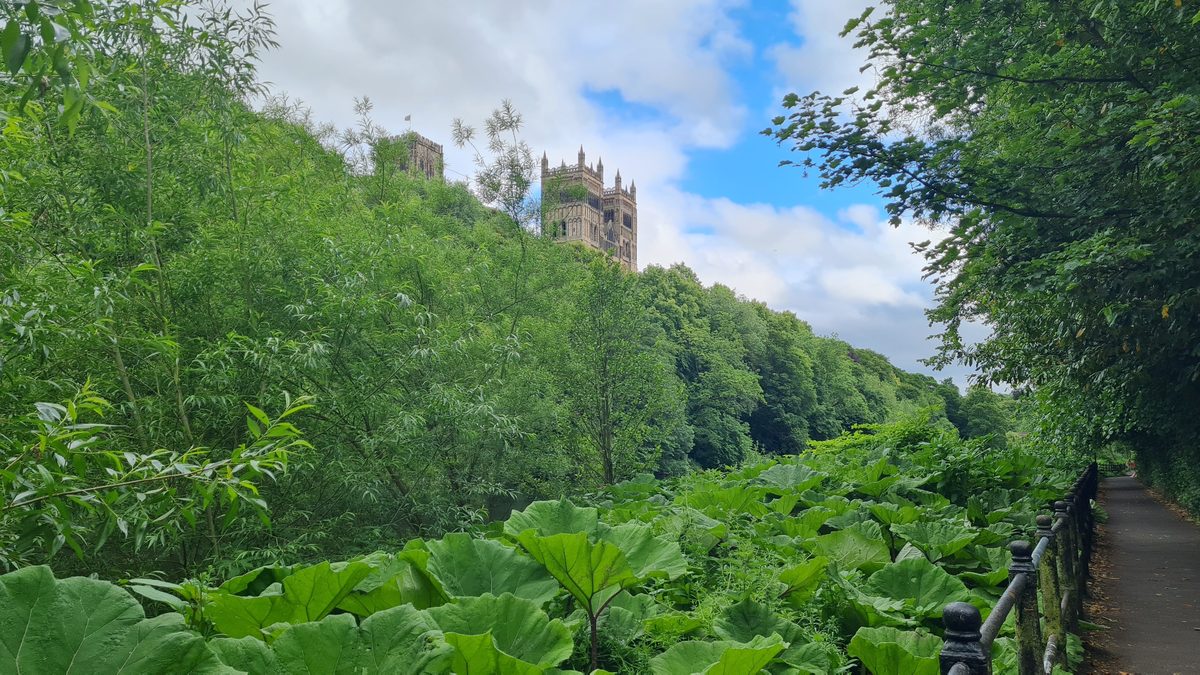 Durham Cathedral tower rising above the wooded riverbank