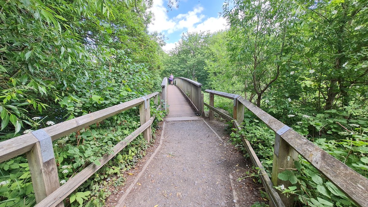 Boarded riverside path through trees beside the River Wear, Durham