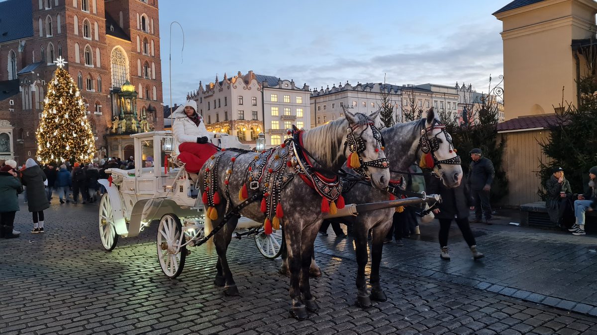 Decorated carriage horses beside the Christmas tree and St Mary's, Kraków