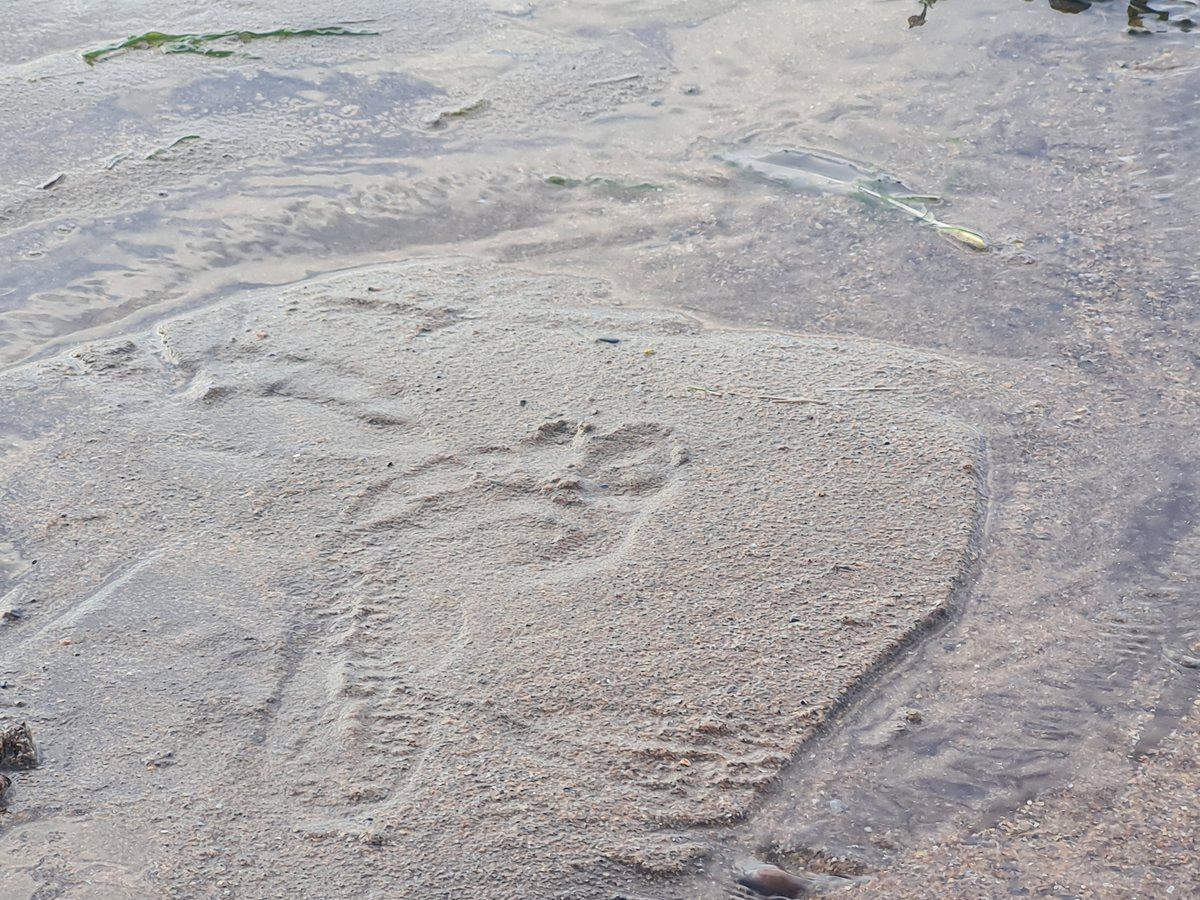 Wet sand on the beach beside Whitby's East Pier
