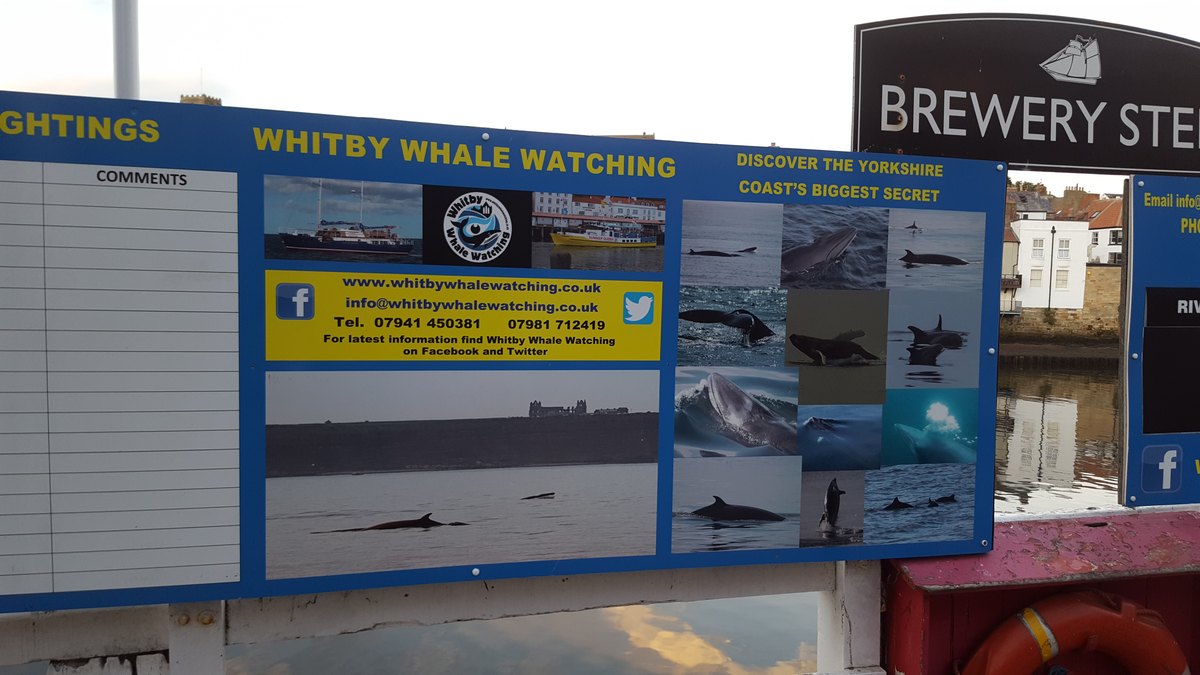 The Whitby Whale Watching sightings board on the quayside, with photographs of whales and dolphins seen off the Yorkshire coast